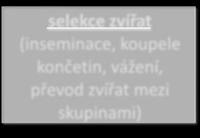 přežvykování, živé hmotnosti, lokalizace selekce zvířat