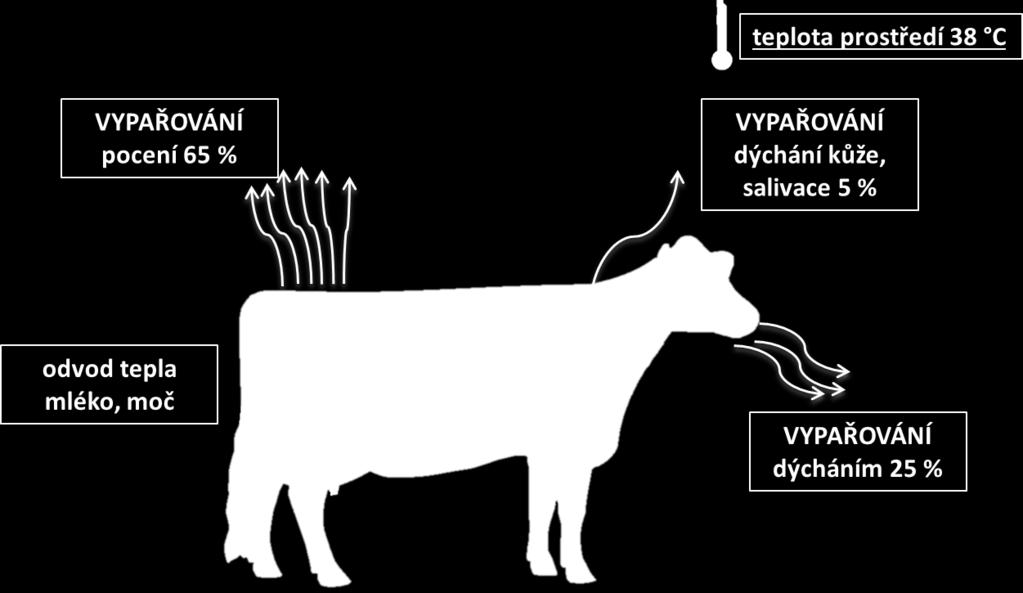 Tepelný stres EVAPORACE -
