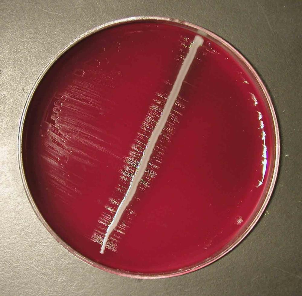 www.medmicro.