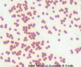 Moraxella