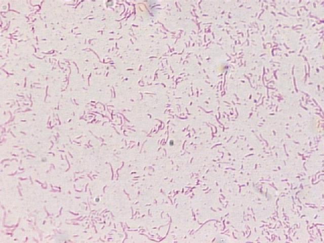 Vibrio sp.