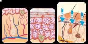 lepší vstřebatelnosti aktivních látek poskytuje pleti zdravě vypadající a svěží vzhled Podporuje oběh krve a absorpci kyslíku Podporuje metabolismus buněk Zlepšuje absorpci aktivních látek 42