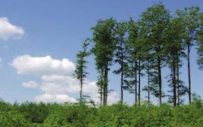 Evropské projekty www.forestplatform.