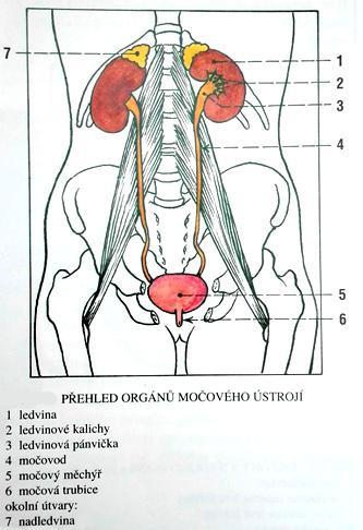 Obrázek 1 Močový systém [6] 2.3.1 Ledviny Ledviny (latinsky renes, řecky nefros) jsou párovým orgánem uloženým v retroperitoneálním prostoru a jejich tvar připomíná fazoli.