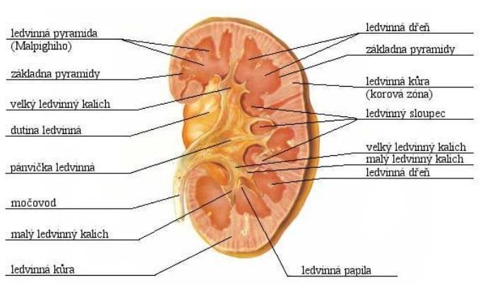Obrázek 2 Řez ledvinou [9] Při pozorování průřezu ledviny můžeme dobře rozlišit tmavší (červenější), jemně zrnitou vrstvu kůry a světlejší, radiálně žíhanou dřeň.
