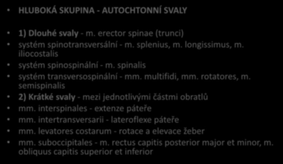 Svaly zádové HLUBOKÁ SKUPINA - AUTOCHTONNÍ SVALY 1) Dlouhé svaly - m. erector spinae (trunci) systém spinotransversální - m. splenius, m. longissimus, m. iliocostalis systém spinospinální - m.