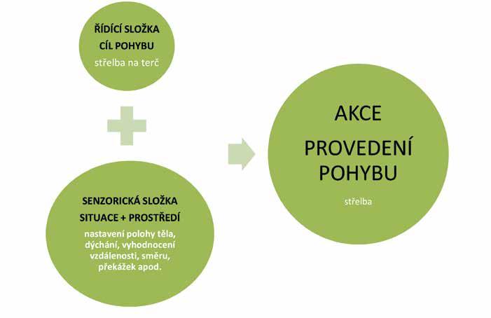 tvaru kostí a postavení kloubů. Platí tedy, že funkce formuje strukturu orgánu a struktura podmiňuje funkci.