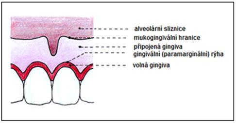 pomocí četných a krátkých kolmo probíhajících vazivových snopců.