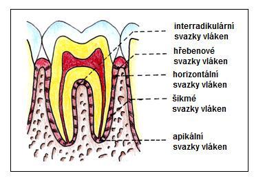 velmi malé množství, zatímco s přibývajícím zánětlivým postižením gingivy se její množství zvyšuje.