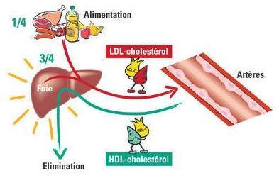 PORUCHY METABOLIZMU LIPIDŮ I TRIGLYCERIDY HLAVNÍ DODAVATEL ENERGIE V LIDSKÉM ORGANIZMU - 0,7-1,7 MMOL/L LIPOPROTEINY NOSIČE - CELKOVÝ CHOLESTEROL 3,5-5MMOL/L HDL HIGH