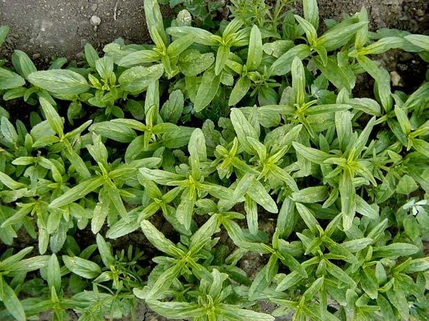 Hodí se zejména pro sušší oblasti, vlhčí podmínky prodlužují vegetační dobu. Snáší dobře nižší teploty (až -5 C). Může být pěstována na půdách nehodících se pro jiné kulturní rostliny.