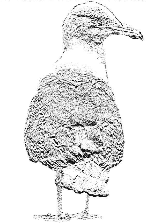 Zpravodaj Východočeské pobočky České společnosti ornitologické při Východočeském muzeu v Pardubicích Pozvánka na členskou schůzi VČP ČSO dne 3.