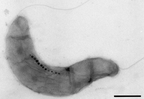 Magnetotaktické bakterie G- bakterie, objeveny v 60.l. 20.stol.