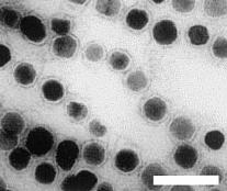 Model biomineralizace železa (Magnetospirillum)