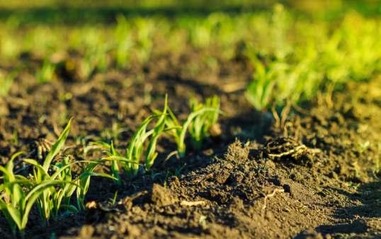 Jaká je příčina tetanu u psů? bakterie Clostridium tetani Tetanospasmin produkuje u psů, stejně jako u lidí, bakterie Clostridium tetani.