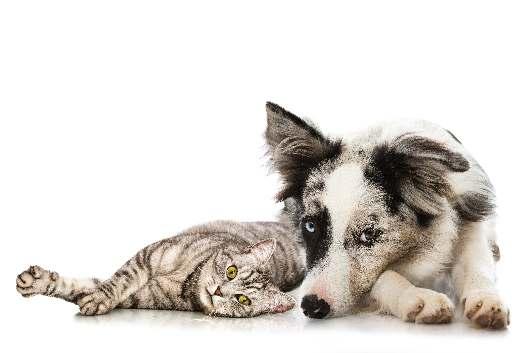 Prevence Pes, kočka ani kůň nejsou po prodělání infekce (tetanu) před další infekcí stoprocentně chráněni.