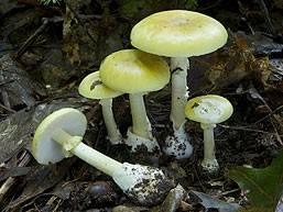 Obr. č. 1: Muchomůrka zelená (převzato z http://www.mycokey.com/mycokeysolidstate/ species/amanita_phalloides.html staženo: 10.12.2011) 2. 3 Výskyt Muchomůrka zelená je mykorhizní houba.