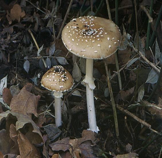 kůži pantera, odtud pochází název muchomůrky panterové (tygrované). Lupeny, třeň i dužina jsou bílé.
