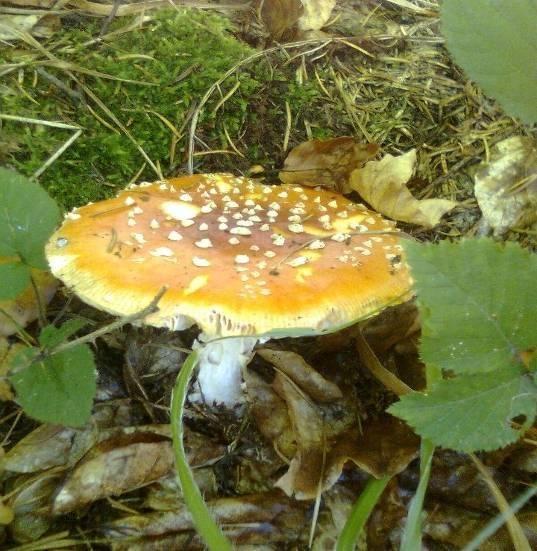 5) voní po ředkvi nebo řepě. Záměna je možná s muchomůrkou růžovkou (Amanita rubescens) nebo muchomůrkou šedivkou (Amanita excelsa) [5,6,7,8]. Obr. č. 5: Muchomůrka červená (foto 8.10.