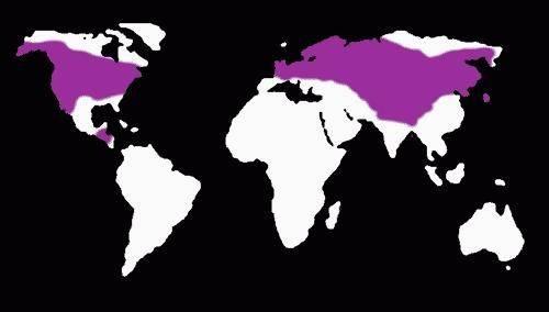 Obr. č. 6: Mapa nejčastějšího výskytu muchomůrky červené a muchomůrky tygrované (převzato z http://www.biopsia.wz.cz/cap4.htm, staženo: 17.2.2012) 4.