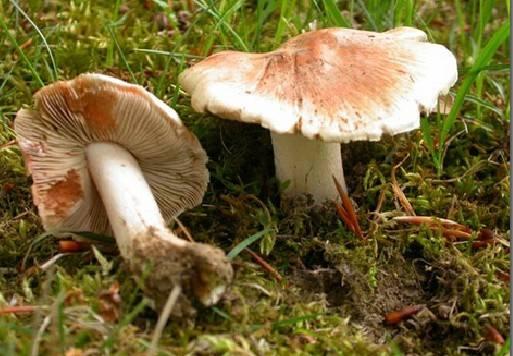 Obr. č. 8: Vláknice začervenalá (převzato z http://www.smhv.net/myco-toxicologie.ws, staženo: 17.2.2012) 5. 3 Výskyt Vláknice začervenalá tvoří mykorhízu s listnatými stromy (např.