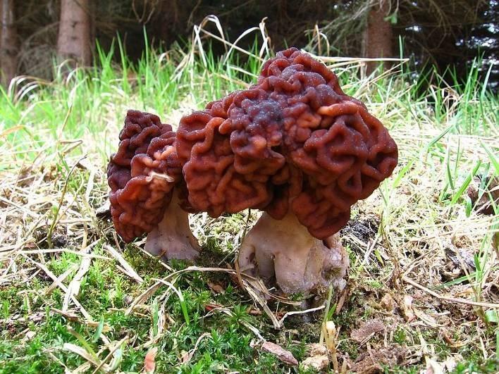 6. 3 Výskyt Ucháč obecný roste od března do května (nejhojněji v dubnu) v jehličnatých lesích nejčastěji pod borovicemi. Často roste ve skupinách.