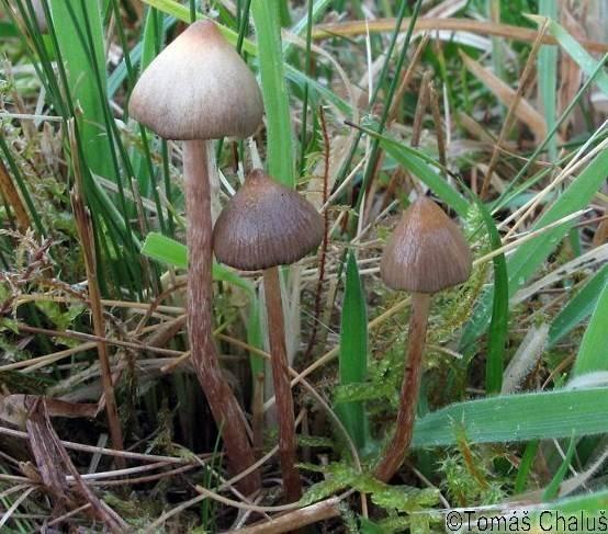 Obr. č. 12: Lysohlávka kopinatá (převzato z http://nasehouby.cz/houby/species_view.php?key=psilocybe%20semilanceata, staženo: 27.4.2012) 7.