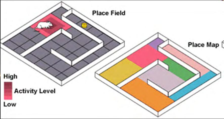 kognitivní mapy (v prostorovém smyslu slova) Každá place cell