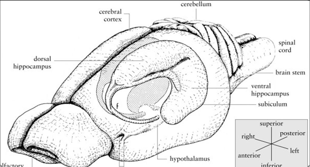 2/50 HIPOKAMPUS U HLODAVCŮ U laboratorních potkanů zabírá hipokampus poměrně velkou část mozku Dělení dorzální ventrální Oba oddíly zapojeny v odlišných mozkových okruzích Dorzální paměť, ventrální