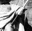 Tesař, Zedník atd. Václav Nývlt *28. 9. 1930 Červený Kostelec 16. 8.
