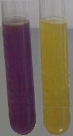 Metabolismus cukrů Fermentace glukózy Glukózový agar Složení (l): Enzymaticky natrávený kasein 10.0 g Kvasničný extrakt 1.5 g Glukóza 10.0 g Chlorid sodný 5.