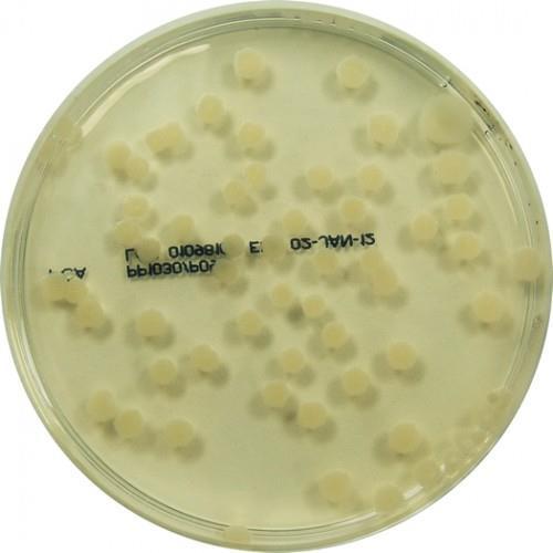 PCA Univerzální kultivační média PCA (Plate Count Agar) pepton z kaseinu, kvasničný extrakt, glukóza, agar-agar; ph: 7.0 ± 0.