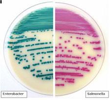 Rapid Salmonella agar Složení média (l) (výrobce biorad - blíže nespecifikuje): Živná směs 14,5 g, Selektivní činidla 14 g Chromogenní směs 2,3 g, Agar 12,7 g ph 7,2±0,2 Salmonella spp.