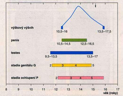 Průběh puberty u chlapců Lebl J a kol.