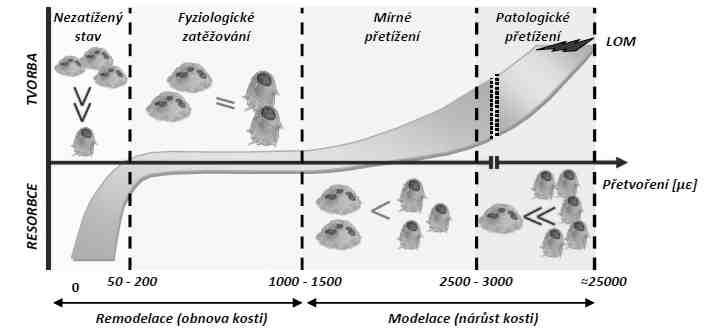 9 PREZENTACE A ANALÝZA VÝSLEDKŮ V této kapitole je provedena prezentace a deformačně napěťová analýza výsledků řešení páteřního segmentu ve fyziologickém stavu a s aplikovaným poddajným fixátorem pro