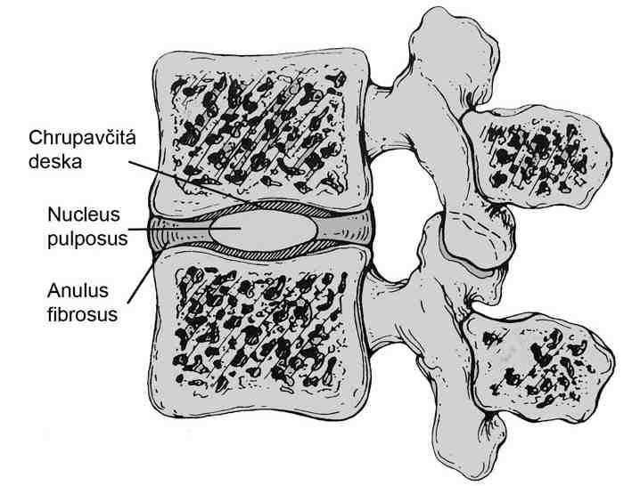 5 PÁTEŘ A PÁTEŘNÍ SEGMENT Lidská páteř (columna vertebralis) je jednou z nejdůležitějších částí osové části kostry.
