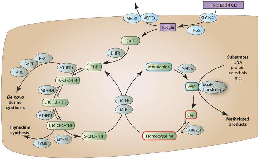 SHMT1 SHMT1 serinhydroxymetyl transferáza DHFR - dihydrofolát reduktáza MTHFD1 -