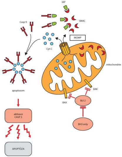 APOPTOTICKÉ DRÁHY Receptorová (vnější)