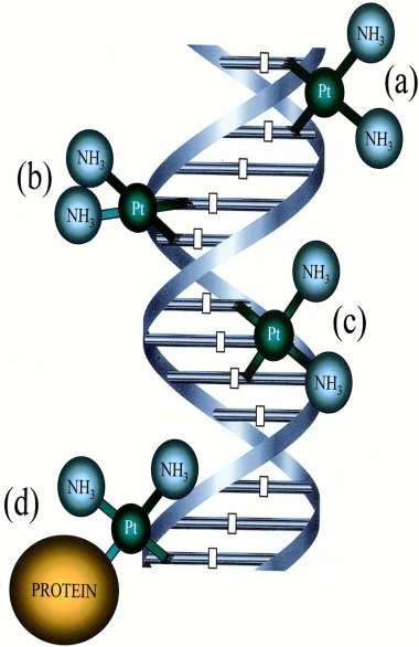 Platinové deriváty vytvářejí DNA kroslinky (převážně intrařetězcové na rozdíl of alkylujících látek) (trans G-G) jen vzácně!