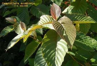 Camptotheca acuminata topotecan a