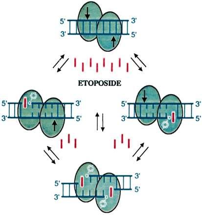Deriváty epipodofylotoxinu z kořene Podophyllum peltatum
