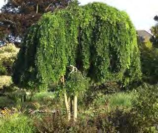 19, 22 Jerlín japonský převislý Sophora japonica PENDULA Navzdory svému druhovému jménu není tento druh