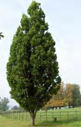 8 Dub letní Fastigiata Koster Quercus robur Fastigiata Koster Pamatujete si na Fimfárum Jana