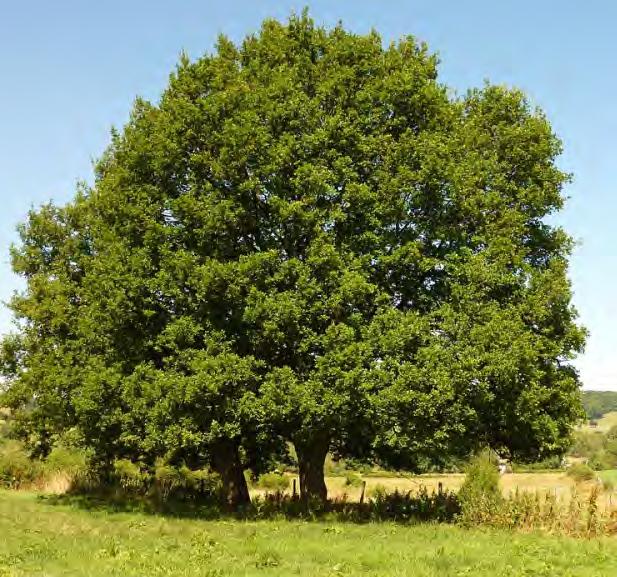 1 Dub cer Quercus cerris L.