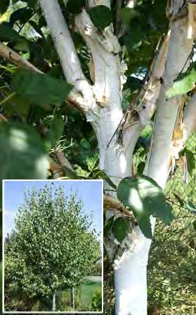 2, 3, 4 Bříza himalájská Betula utilis Je opadavý středně velký strom původem z Himalájí.