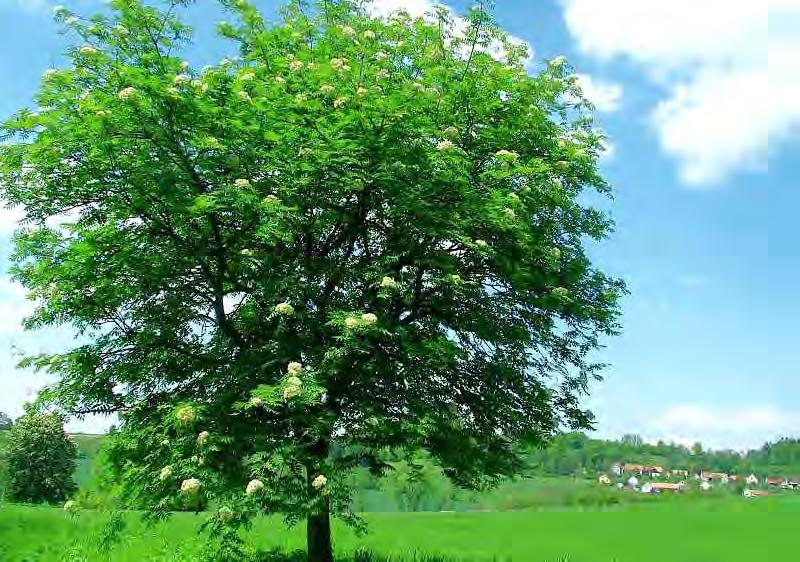 5, 6, 7 Moravský jeřáb jedlý Sorbus aucuparia var. edulis Jeřáb obecný se vyskytuje na celé severní polokouli asi v osmdesáti druzích.