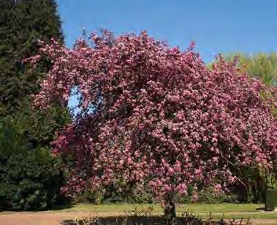 10, 12, 15 Jabloň purpurová Malus purpurea Jabloň purpurová je ozdobný