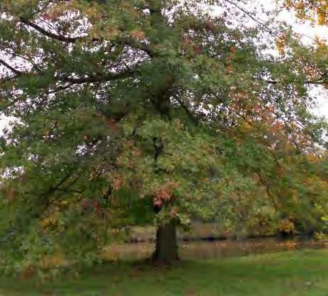 17 Dub bahení Quercus palustris Pochází z východních oblastí USA a v Česku