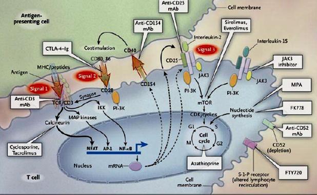 pacienti trvale užívající imunosupresivní léky po orgánových transplantacích (SOT solid organ transplantation) pacienti po transplantaci kostní dřeně (HSCT hematopoietic stem cell