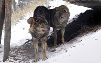 Pár vlků iberských (Canis lupus signatus) v současnosti by však měla být brněnská samice znovu březí.